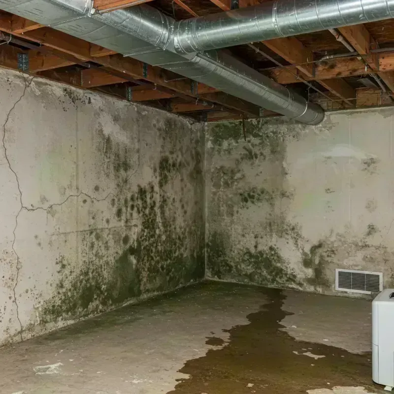 Professional Mold Removal in Statenville, GA